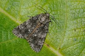 Attēlu rezultāti vaicājumam “Acronicta rumicis imago”