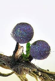 Attēlu rezultāti vaicājumam “Lamproderma columbinum”