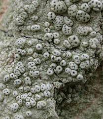 Attēlu rezultāti vaicājumam “Pertusaria pertusa”