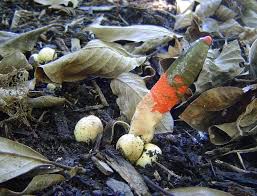 Attēlu rezultāti vaicājumam “Mutinus caninus”