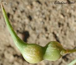 Attēlu rezultāti vaicājumam “Raphanus raphanistrum fruit”