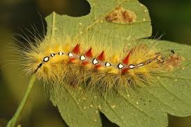 Attēlu rezultāti vaicājumam “Acronicta aceris”