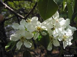 Attēlu rezultāti vaicājumam “Pyrus pyraster”