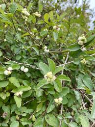 Attēlu rezultāti vaicājumam “Symphoricarpos albus”