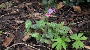Image result for Pulmonaria officinalis