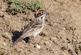 Image result for Chondestes grammacus