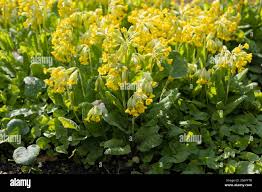 Image result for Primula veris