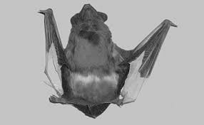 Attēlu rezultāti vaicājumam “Nyctalus noctula”