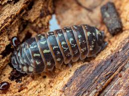 Attēlu rezultāti vaicājumam “Armadillidium pulchellum”