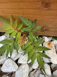 Attēlu rezultāti vaicājumam “Sorbaria sorbifolia bud”