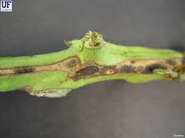 Attēlu rezultāti vaicājumam “Diderma radiatum stalked”