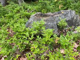 Attēlu rezultāti vaicājumam “Vaccinium angustifolium”