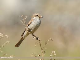 Image result for Lanius isabellinus