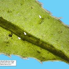 Attēlu rezultāti vaicājumam “Atrichum undulatum sporophyte”