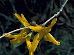 Attēlu rezultāti vaicājumam “Forsythia suspensa”