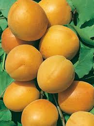 Attēlu rezultāti vaicājumam “Prunus armeniaca fruit”