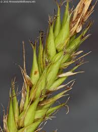 Attēlu rezultāti vaicājumam “Carex atherodes”