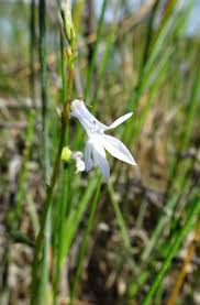 Attēlu rezultāti vaicājumam “Lobelia dortmanna flower”