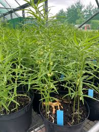 Attēlu rezultāti vaicājumam “Polygonatum verticillatum”