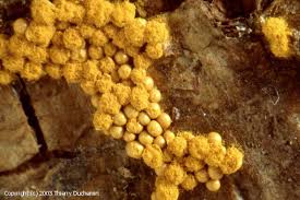 Attēlu rezultāti vaicājumam “Oligonema persimile spores”