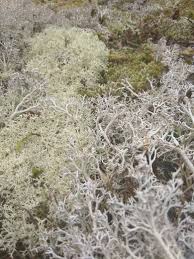 Attēlu rezultāti vaicājumam “Cladonia mitis”