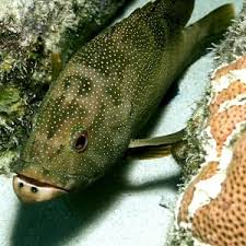 Image result for Cephalopholis fulva