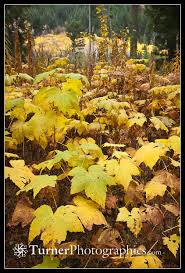 Attēlu rezultāti vaicājumam “Rubus parviflorus leaf”