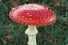Society for General Microbiology | About Microbiology ...