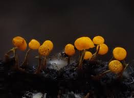 Attēlu rezultāti vaicājumam “Physarum viride var. incanum”