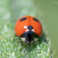 Attēlu rezultāti vaicājumam “Coccinella quinquepunctata”