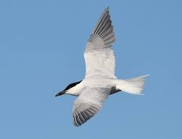 Image result for Gelochelidon nilotica