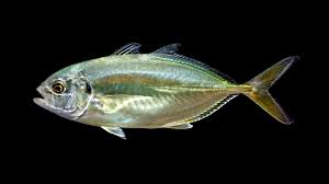 Image result for Caranx ruber