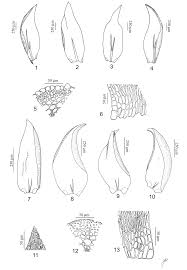 Attēlu rezultāti vaicājumam “Hygrohypnum luridum sporophyte”