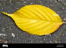 Attēlu rezultāti vaicājumam “Betula alleghaniensis leaf”