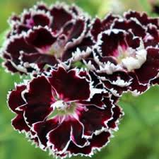 Attēlu rezultāti vaicājumam “Dianthus barbatus flower”