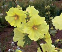 Image result for Alcea rugosa
