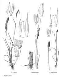 Attēlu rezultāti vaicājumam “Alopecurus pratensis flower”