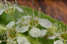 Attēlu rezultāti vaicājumam “Prunus serotina flower”