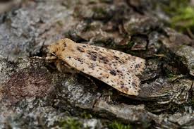 Attēlu rezultāti vaicājumam “Conistra rubiginea”