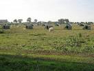 A Porcine Estate. Dozens of individual shelters for pigs. - via Daymix