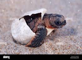 Image result for Caretta caretta