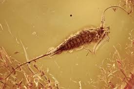 Attēlu rezultāti vaicājumam “Machilidae”