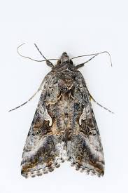 Attēlu rezultāti vaicājumam “Autographa gamma”