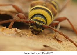 Attēlu rezultāti vaicājumam “Trichius fasciatus imago”