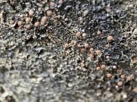 Attēlu rezultāti vaicājumam “Comatricha pulchella”