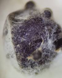 Attēlu rezultāti vaicājumam “Badhamia melanospora stalked”