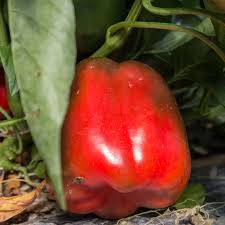 Afbeeldingsresultaat voor giant 3 sweet pepper