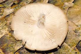 Attēlu rezultāti vaicājumam “Strobilurus esculentus”