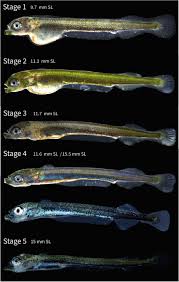 Image result for Belone belone