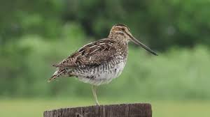 Image result for Gallinago delicata